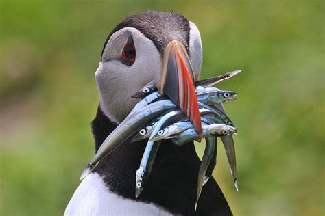 How a hobby photographer captured stunning images of the vulnerable Saltee Islands' puffins