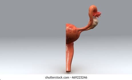 Uterus Anatomy 3d Illustration Stock Illustration 469223246 | Shutterstock