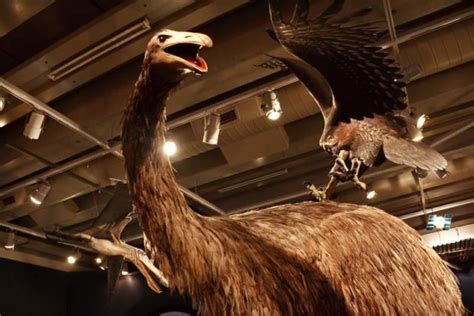 Haast's Eagle: The Extinction of a Prehistoric Predator | The Vintage News