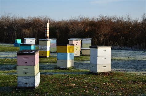 Highways for Hives: The Marvel of Bee Space - Backyard Beekeeping