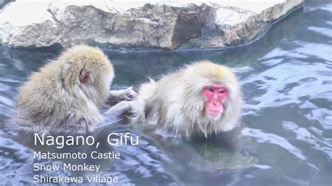 [Father's Solo Trip] Nagano, Gifu｜Snow monkeys feel warm or hot?｜RUN RUN RUN in Shirakawa-go ...