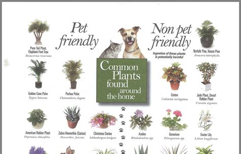 Free Dog Safe Houseplants Simple Ideas | Home decorating Ideas