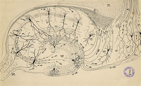 Neuron Drawings By Santiago Ramón Y Cajal Neurons,, 53% OFF