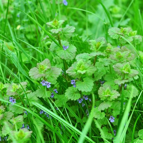 Henbit (Lamium amplexicaule) Research & Weed Control Advice