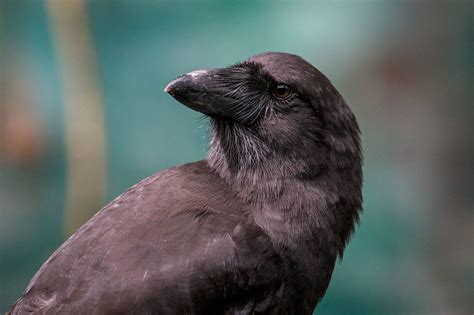 10 Rarest Birds in the World - Rarest.org