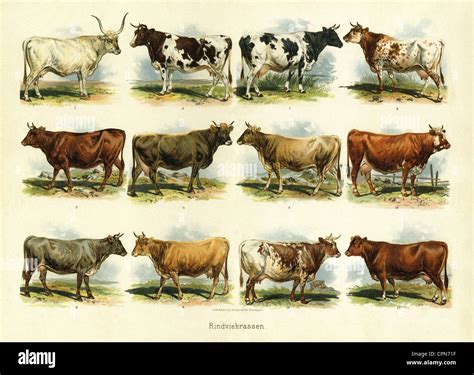 agriculture, livestock farming, illustrated chart cattle breed Stock ...