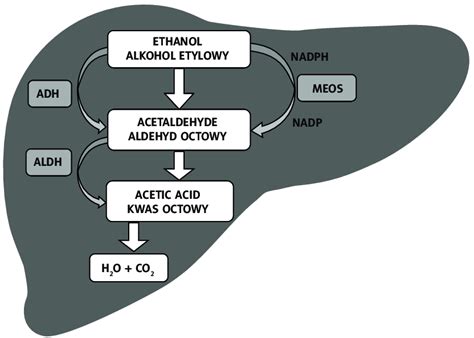 The pathway of ethanol metabolism in the liver-ADH and the MEOS system ...