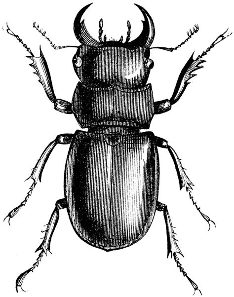 Beetle drawing | Beetle, Insect art, Insects