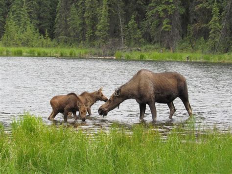 Wildlife of Denali National Park, Part 1 – Wildlife Leadership Academy