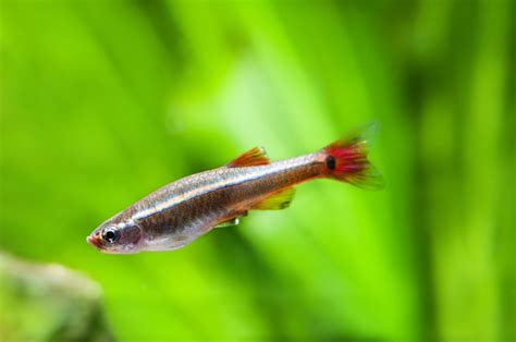 White Cloud Mountain Minnow - The Care, Feeding and Breeding of White Cloud Minnows - Aquarium ...