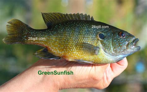 The identification of panfish