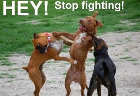 its-hilarious: Hey, Stop fighting!!!!