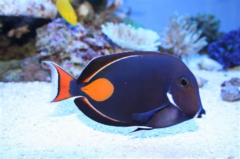 acanthurus achilles taille 6/8 cm FULL BLACK - MarineHome