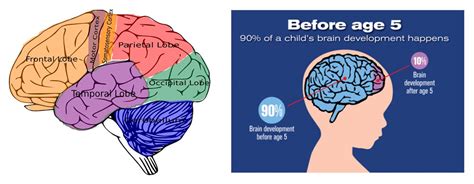 Brain Development In Children