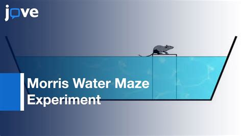 Morris Water Maze Experiment l Protocol Preview - YouTube