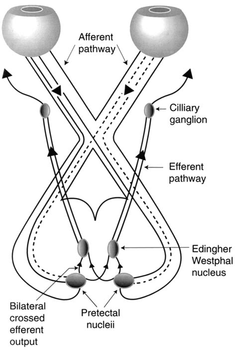 Schematic drawing of the pupillary reflex arc showing crossed bilateral... | Download Scientific ...