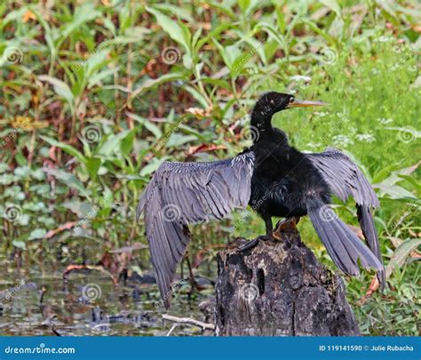 Adult Male Anhinga Bird in Florida Stock Photo - Image of feathers, birds: 119141590