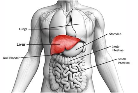 Liver Pain Location Diagram