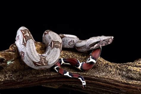 Colombian Red Tail Boas (Boa Constrictor Imperator ...