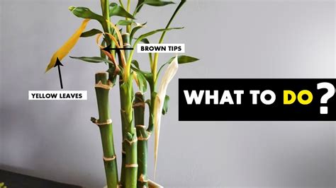 Do this to save your LUCKY BAMBOO plant leaves TURNING YELLOW - YouTube