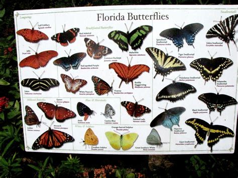 butterfly garden florida native - Catrice Taggart