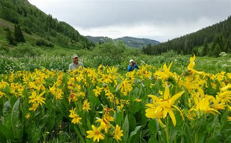 Crested Butte Wildflower Festival