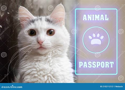 Animal, Cat Passport. Documents for Animals, Veterinary Passport Concept Stock Photo - Image of ...