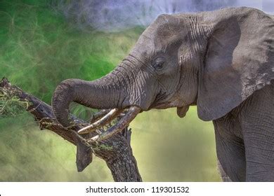 African Elephant Tusks Stock Photo 119301532 | Shutterstock