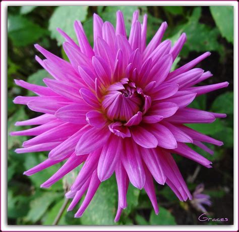 Lilac Dahlia | Raglan Road . | Flickr