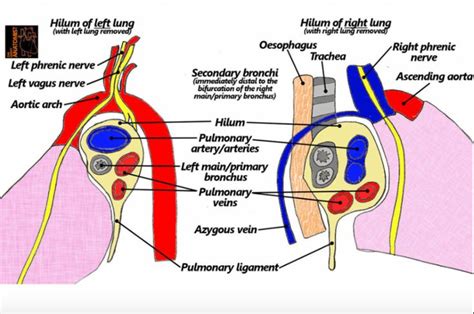 Image result for lung hilum RALS | Vagus nerve, Arteries, Lunges