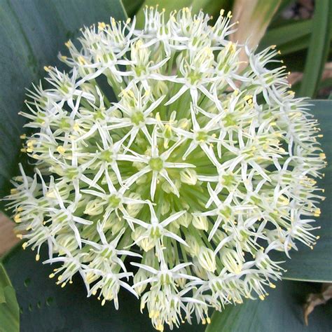 Allium karataviense 'Ivory Queen' - Rose Cottage Plants