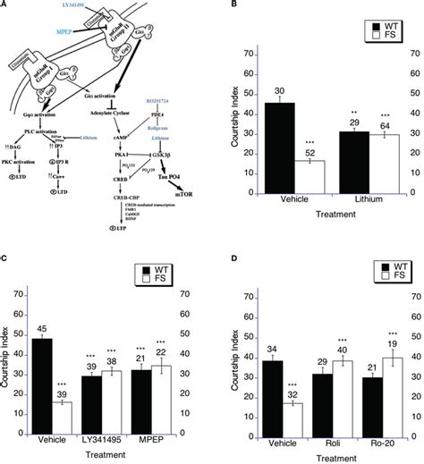 Targeting the cAMP signaling cascade increases social interaction. (A ...