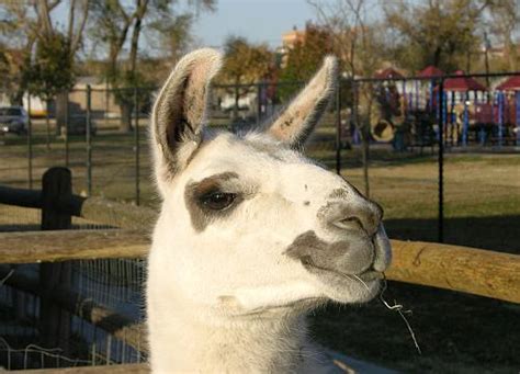 Wright Park Zoo - Dodge City, Kansas