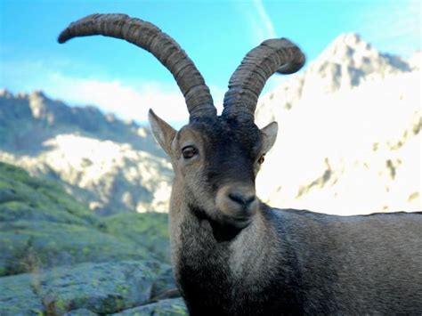 Pyrenean Ibex | Extinct Animals