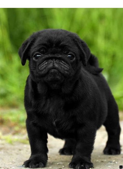 ^^Want to know more about black pugs for sale near me. Click the link ...