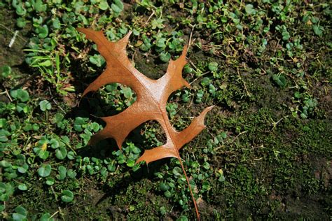 Fallen Oak Leaf Free Stock Photo - Public Domain Pictures