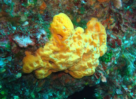 Sea Sponges: Characteristics, reproduction, uses and more.....