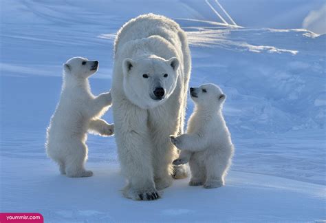 World Visit: Antarctic Animals