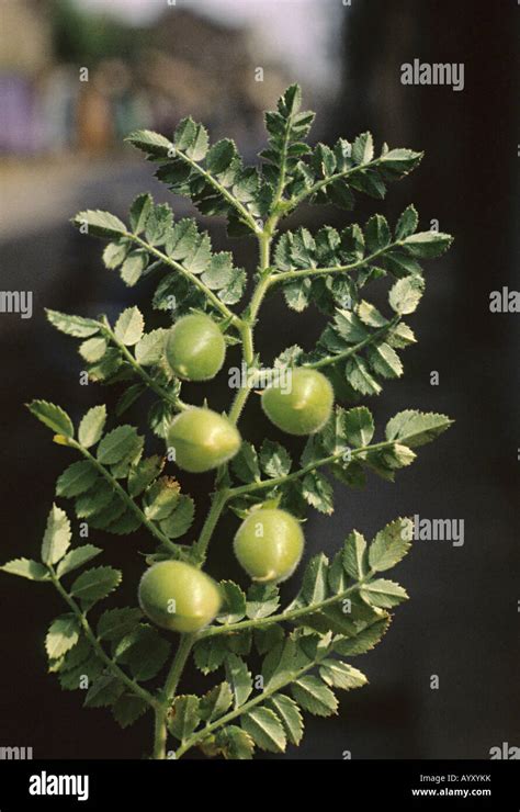 Green Harbhara, Green Garbanzo (Chana Stock Photo - Alamy