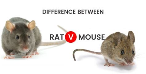 Difference Between Rat & Mouse, Rat Pest Control