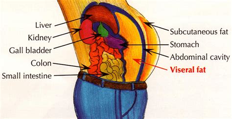 Excess Visceral Fat is Affecting Your Health | Dynamic Nutrition