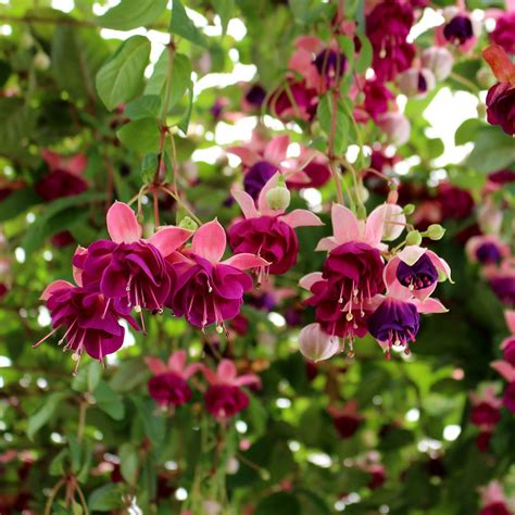 Award Winning Hardy Fuchsias Plants - Richard Jackson Garden