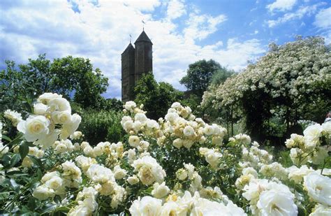 Designing a White Flower Garden