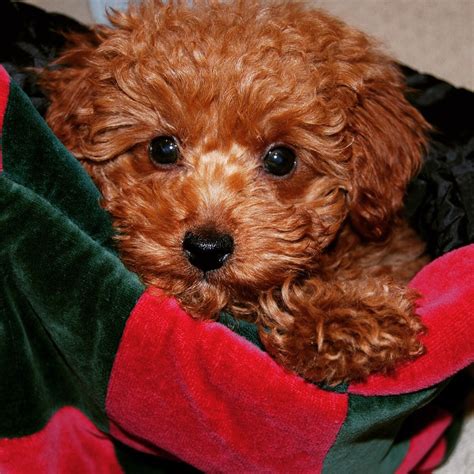 Apricot & Red Poodle Puppies in NYC | Scarlet's Fancy Poodles