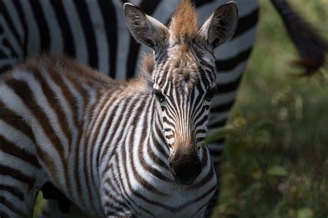 200+ Best Zebra Names - Male, Female, Famous And Cool Zebra Names - PetPress