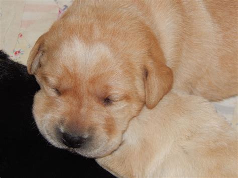 Yellow Lab puppy sleeping on his brother and sister | Sleeping puppies ...