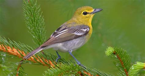 Yellow-throated Vireo Identification, All About Birds, Cornell Lab of Ornithology