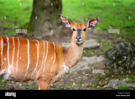 Female nyala antelope (Tragelaphus angasii Stock Photo - Alamy