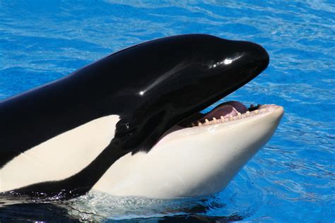 Shamu's Golden Ratio - Anima Learning