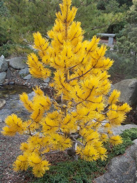 Chief Joseph Pine | Conifers garden, Evergreen plants, Evergreen garden